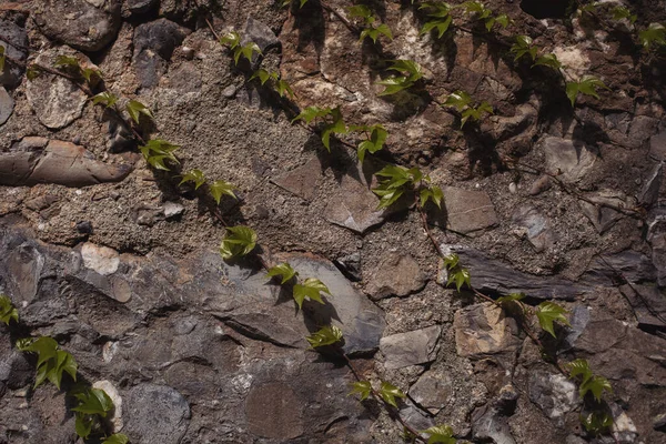 Скрученная Лиана Корни Взбирающиеся Скалу Огромный Каменный Фон Зелеными Растениями — стоковое фото
