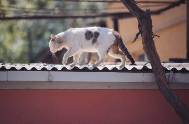 Sokakta çizgili kedi. Sokaktaki güzel gri evsiz kedi. Hayvan portresi. Pis sokak kedisi. Terk edilmiş kedi. Sokakta terk edilmiş kediler, hayvan istismarı, yalnızlık..