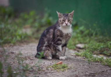 Sokakta çizgili kedi. Sokaktaki güzel gri evsiz kedi. Hayvan portresi. Pis sokak kedisi. Terk edilmiş kedi. Sokakta terk edilmiş kediler, hayvan istismarı, yalnızlık..