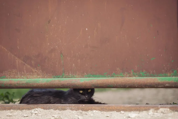 Полосатый Кот Улице Красивая Серая Бездомная Кошка Улице Порт Животных — стоковое фото