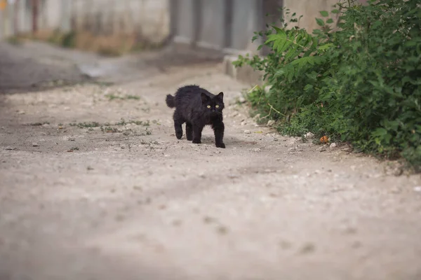 길거리에 줄무늬 고양이 거리에서 노숙자 고양이 동물의 초상화 더러운 고양이 — 스톡 사진