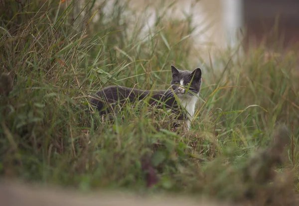 Gestreifte Katze Auf Der Straße Schöne Graue Obdachlose Katze Auf — Stockfoto