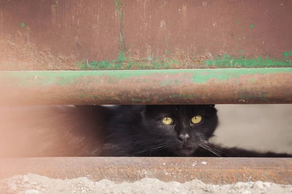 Gestreifte Katze Auf Der Straße Schöne Graue Obdachlose Katze Auf — Stockfoto