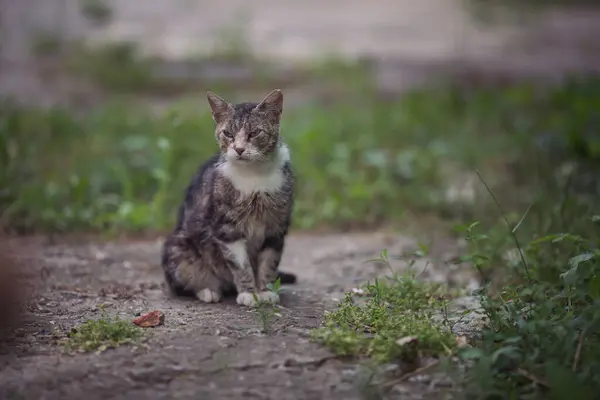 Смугастий Кіт Вулиці Красива Сіра Безпритульна Кішка Вулиці Тваринний Поріг — стокове фото