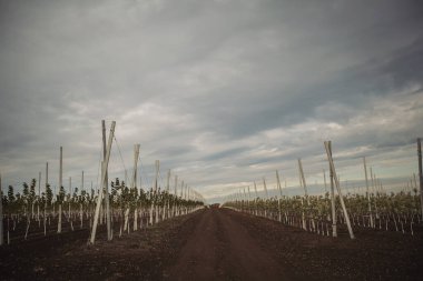 Bahçede güvenlik ağı olan bir bahçe. Siyah ANTI KUŞ NET. Ağlı güvenlik bariyeri eskrimi. Meyve ağaçları sıra sıra dikildi. Sonbaharda tarımda tarla. Genç bir kiraz bahçesi. Meyve ağaçları filizlenir.