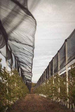 Bahçede güvenlik ağı olan bir bahçe. Siyah ANTI KUŞ NET. Ağlı güvenlik bariyeri eskrimi. Meyve ağaçları sıra sıra dikildi. Sonbaharda tarımda tarla. Genç bir kiraz bahçesi. Meyve ağaçları filizlenir. Çiftçilik ve küçük işletme ve akıllı teknoloji.