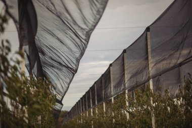 Bahçede güvenlik ağı olan bir bahçe. Siyah ANTI KUŞ NET. Ağlı güvenlik bariyeri eskrimi. Meyve ağaçları sıra sıra dikildi. Sonbaharda tarımda tarla. Genç bir kiraz bahçesi. Meyve ağaçları filizlenir. Çiftçilik ve küçük işletme ve akıllı teknoloji.