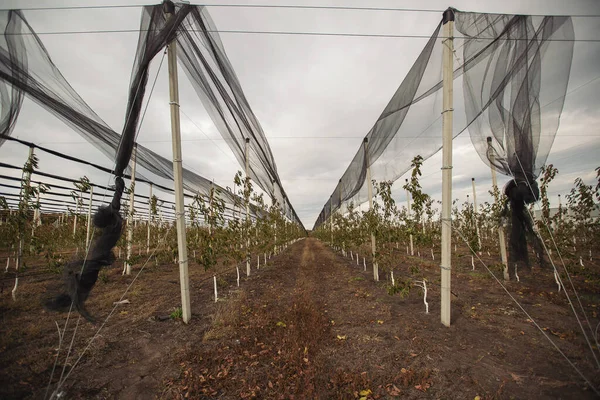 Orchard with garden safety netting.Black ANTI BIRD NET. Mesh Safety Barrier Fencing. Fruit trees planted in rows. Field in autumn in agriculture. Young cherry orchard. Growing seedlings of fruit trees. Farming and small business and smart technology.