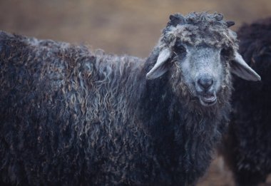 Koyun portresi. Bir koyun sürüsü çamurlu bir çayırda yürüyor. Ağızlıklı koyun. Çiftleşen hayvanlar. Bir sürü yünü olan sevimli bir koyunun izole edilmiş fotoğrafı.. 
