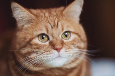 Kırmızı Tekir Kedi 'nin portresi izole arka plandaki kameraya bakıyor. Şaşırmış kızıl şişko kedi. Evcil hayvan, hayvan ve insan sevgisi kavramı. Evdeki tüylü kedi.. 