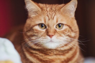 Kırmızı Tekir Kedi 'nin portresi izole arka plandaki kameraya bakıyor. Şaşırmış kızıl şişko kedi. Evcil hayvan, hayvan ve insan sevgisi kavramı. Evdeki tüylü kedi.. 