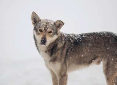 Soğuk ve kış günlerinde başıboş köpekler karda dolaşır. Sokakta kar yağarken gözleri donan evsiz bir köpek. Evsiz hayvanlar, sosyal sorunlar, hümanizm, hayatta kalma, güvenlik, beslenme kavramı.