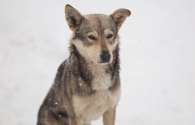 Soğuk ve kış günlerinde başıboş köpekler karda dolaşır. Sokakta kar yağarken gözleri donan evsiz bir köpek. Evsiz hayvanlar, sosyal sorunlar, hümanizm, hayatta kalma, güvenlik, beslenme kavramı.