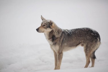 Soğuk ve kış günlerinde başıboş köpekler karda dolaşır. Sokakta kar yağarken gözleri donan evsiz bir köpek. Evsiz hayvanlar, sosyal sorunlar, hümanizm, hayatta kalma, güvenlik, beslenme kavramı.