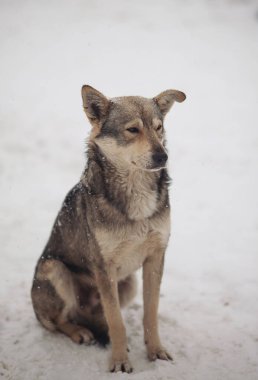 Soğuk ve kış günlerinde başıboş köpekler karda dolaşır. Sokakta kar yağarken gözleri donan evsiz bir köpek. Evsiz hayvanlar, sosyal sorunlar, hümanizm, hayatta kalma, güvenlik, beslenme kavramı.