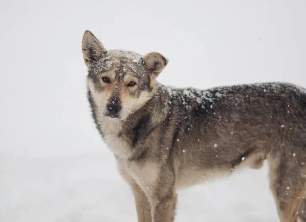 Stray dogs out in the snow during a cold and winter day.  Homeless dog with sad eyes freezing on the street while snowing. Homeless animals, social issues, humanism, survival, safety, feeding concept.