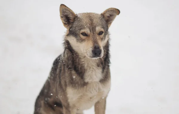 Stray dogs out in the snow during a cold and winter day.  Homeless dog with sad eyes freezing on the street while snowing. Homeless animals, social issues, humanism, survival, safety, feeding concept.