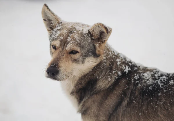 Soğuk Kış Günlerinde Başıboş Köpekler Karda Dolaşır Sokakta Kar Yağarken — Stok fotoğraf