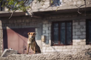 Evsiz, terk edilmiş, çok üzgün, zeki gözlü bir sokak köpeği. Evsiz, terk edilmiş genç bir köpek. Köpek sokağa atılmış, hayvan istismarı, yalnızlık..