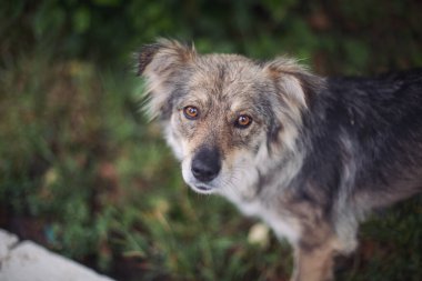 Evsiz, terk edilmiş, çok üzgün, zeki gözlü bir sokak köpeği. Evsiz, terk edilmiş genç bir köpek. Köpek sokağa atılmış, hayvan istismarı, yalnızlık..