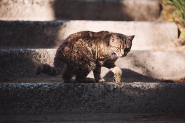 Sokakta çizgili kedi. Sokaktaki güzel gri evsiz kedi. Hayvan portresi. Pis sokak kedisi. Terk edilmiş kedi. Sokakta terk edilmiş kediler, hayvan istismarı, yalnızlık..