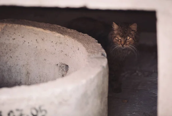 Смугастий Кіт Вулиці Красива Сіра Безпритульна Кішка Вулиці Тваринний Поріг — стокове фото