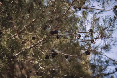 Yeşil bir dalda sedir kozalakları. Kozalak ağacının dallarındaki koniler. Beyrut 'ta Parlak Mavi Gökyüzü Arkaplanı olan Çam Lübnan Ağacı. Organik gıda sedir konilerinin endüstriyel bitkisi. Çam fıstığı.