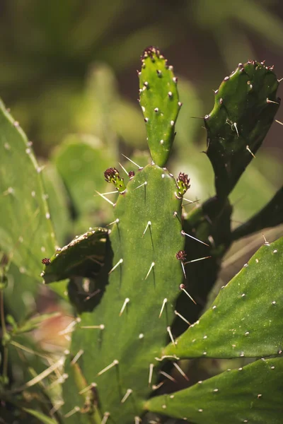 Nagy Zamatos Kertben Gyönyörű Zamatos Növény Kaktusz Növények Kertben Opuntia — Stock Fotó
