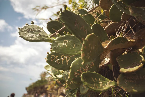Gyönyörű Zamatos Növény Kaktusz Növények Kertben Opuntia Mikrodaszisz Részlete Zamatos — Stock Fotó