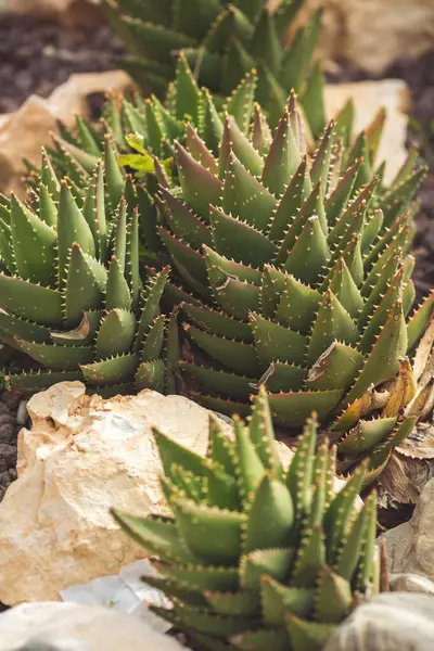 Nagy Zamatos Kertben Gyönyörű Zamatos Növény Kaktusz Növények Kertben Aloe — Stock Fotó