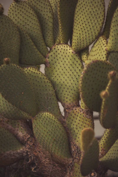 Groot Sappig Tuin Mooie Sappige Plant Cactus Planten Tuin Opuntia — Stockfoto