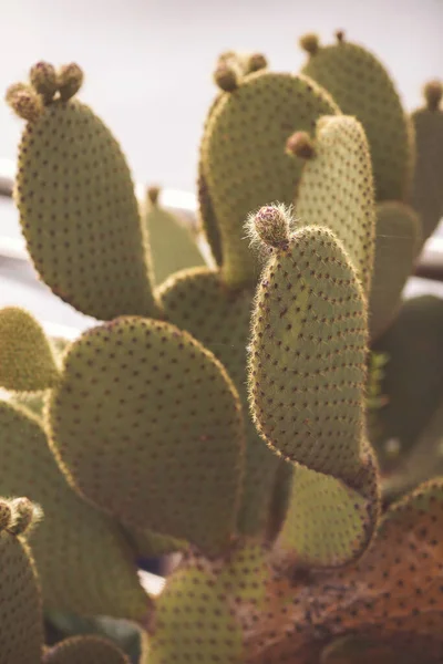 Nagy Zamatos Kertben Gyönyörű Zamatos Növény Kaktusz Növények Kertben Opuntia — Stock Fotó