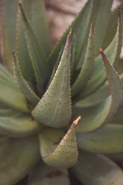 Grand Succulent Dans Jardin Belle Plante Succulente Plantes Cactus Dans — Photo