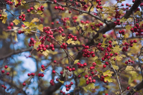 The hawthorn berries of late autumn. Romantic autumn still life with hawthorn. Wrinkled berries of hawthorn on a bush on late Fall. Red rosehip berries on the branches. Red berries. Medicinal plants.