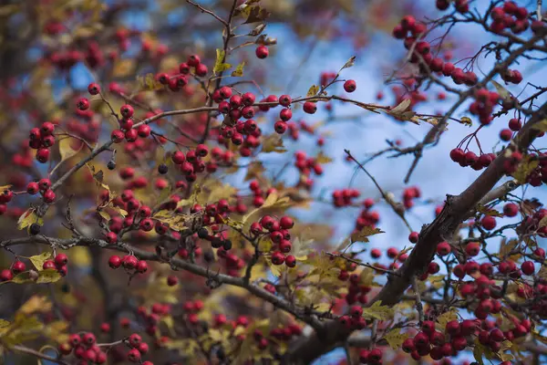 The hawthorn berries of late autumn. Romantic autumn still life with hawthorn. Wrinkled berries of hawthorn on a bush on late Fall. Red rosehip berries on the branches. Red berries. Medicinal plants.