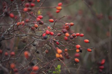Dallarda kırmızı gül üzümü. Gülüzümlü romantik sonbahar hayatı. Kırışık güllük gülistanlık böğürtlenleri sonbaharda bir çalılıkta. Hawthorn meyveleri ağaçlarda ve çalılıklarda yetişen küçük meyvelerdir.