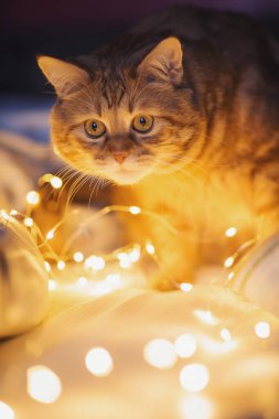 Kırmızı tekir kedi sıcak çelenk ışığıyla aydınlanıyor. Kedinin yüzüne yakın çekim. Sarı yuvarlak göl. Noel kedisi. Dünya Kedi Günü. Sevimli kedi, Noel ışıklarıyla rahat bir yatakta uzanıyor..