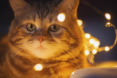 Kırmızı tekir kedi sıcak çelenk ışığıyla aydınlanıyor. Kedinin yüzüne yakın çekim. Sarı yuvarlak göl. Noel kedisi. Dünya Kedi Günü. Sevimli kedi, Noel ışıklarıyla rahat bir yatakta uzanıyor..