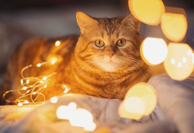 Kırmızı tekir kedi sıcak çelenk ışığıyla aydınlanıyor. Kedinin yüzüne yakın çekim. Sarı yuvarlak göl. Noel kedisi. Dünya Kedi Günü. Sevimli kedi, Noel ışıklarıyla rahat bir yatakta uzanıyor..