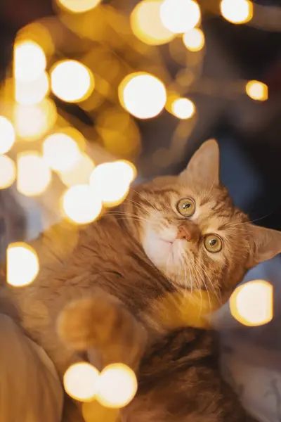 Red tabby cat lit by warm light of garlands. Close-up of the cat\'s face. Yellow round bokeh.Christmas cat.World Cat Day. Adorable cat lying on cozy bed with christmas golden lights bokeh.