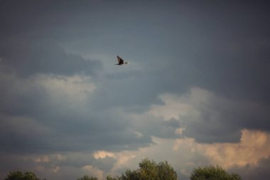Mavi gökyüzü arka planına karşı uçan erkek ördeğin alçak açılı görüntüsü. Mavi gökyüzünde uçan vahşi ördek, uzaktan görüldü. Göç kuşu. Bulutlarda uçan Mallard Ördeği.