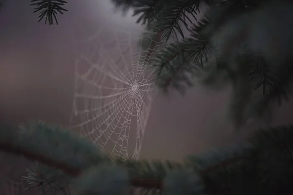 Geometry Spider Web Twig Minimalist Web Wild Spider Tiny Drops — Stock Photo, Image