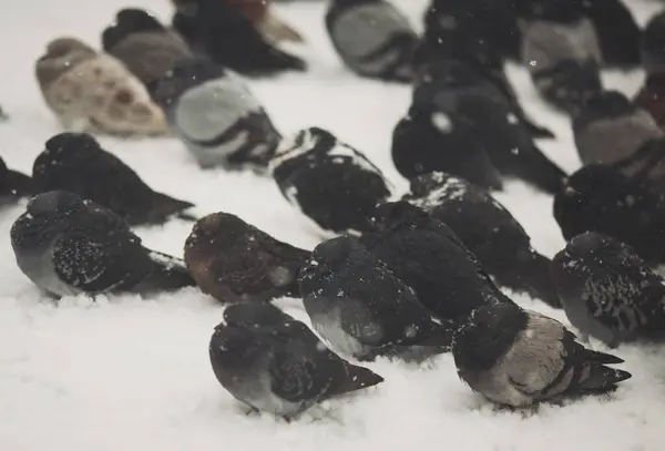 Περιστέρια Προσπαθούν Ζεσταθούν Χειμώνα Φουσκώνοντας Φτερά Τους Πολλά Περιστέρια Στο — Φωτογραφία Αρχείου