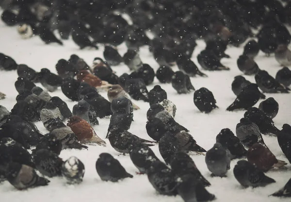 Las Palomas Tratan Mantenerse Calientes Invierno Inflando Volteando Sus Plumas — Foto de Stock