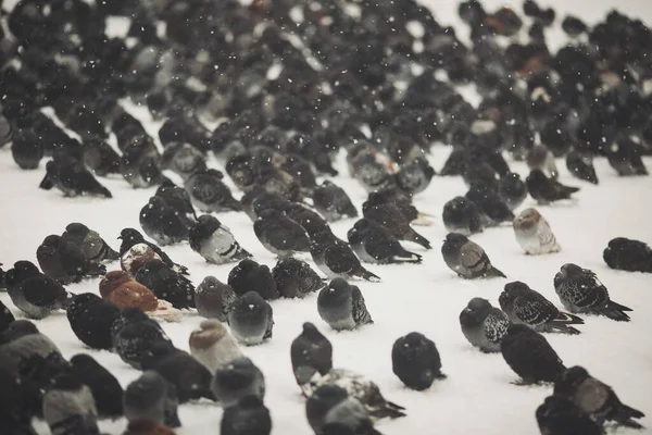 Pombos Tentam Aquecer Inverno Inchando Arrepiando Suas Penas Muitos Pombos — Fotografia de Stock
