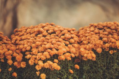 Bloom 'da turuncu kasımpatı çiçeği. Güzel kasımpatı çiçekleri sokağın sonbaharında tahta kaplarda. Sokakları sarı kasımpatı buketleriyle süslüyorlar..