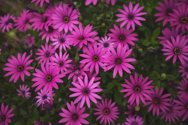 Yazın Mor Osteospermum fruticosum (Afrika papatyası). Çiçek duvar kağıdı arka planı. Evde bahçe işleri, bahçe bakımı. Çiçekli mor papatya çiçekleri grubu. Gerbera Çiçeği. Berberiae Burnu papatyası.