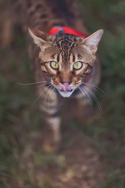 Ung Vacker Bengalisk Katt Rött Koppel Går Grön Gräsmatta Solig — Stockfoto