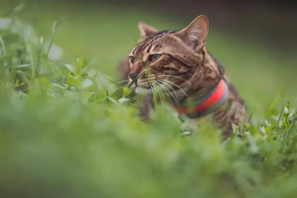 Bengal domestic cat walking in park on a leash and eats grass. small cute pet cat hiding in tall grass in it\'s owners yard crouching and waiting. Pet care, Natural food and vitamins for pets concept.