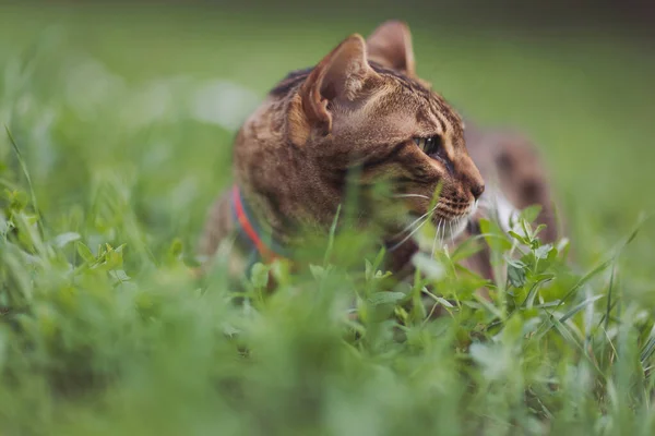 Bengal domestic cat walking in park on a leash and eats grass. small cute pet cat hiding in tall grass in it\'s owners yard crouching and waiting. Pet care, Natural food and vitamins for pets concept.
